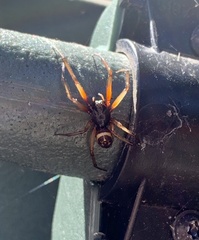 Steatoda nobilis