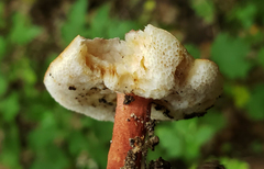 Gyroporus purpurinus