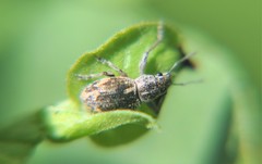 Pantomorus albosignatus