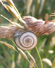 Helicella itala