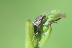 Pantomorus albosignatus