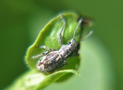 Pantomorus albosignatus