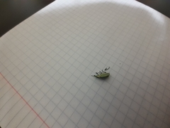 Chlorophanus viridis