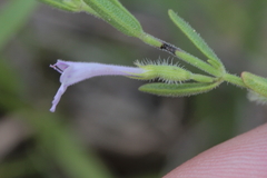 Hedeoma reverchonii serpyllifolia
