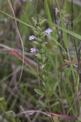 Hedeoma reverchonii serpyllifolia