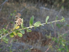 Ceanothus lemmonii