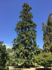 Cunninghamia lanceolata