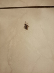 Eumodicogryllus bordigalensis