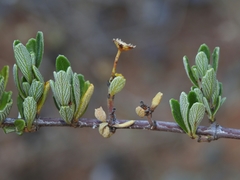 Ceanothus roderickii