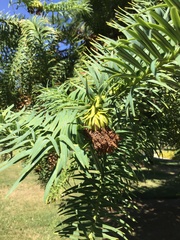 Cunninghamia lanceolata