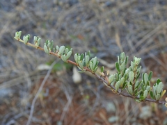 Ceanothus roderickii