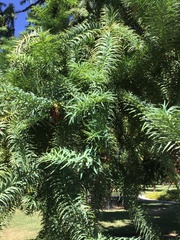 Cunninghamia lanceolata