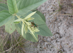 Mionochroma vittatum