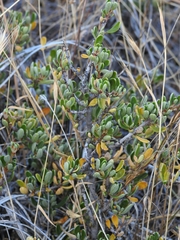 Ceanothus roderickii