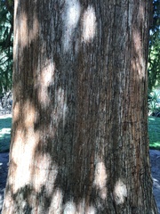 Cunninghamia lanceolata