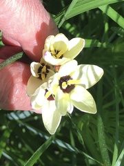 Dierama pulcherrimum