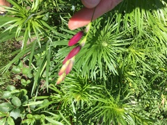 Dierama pulcherrimum