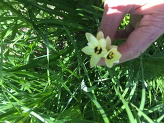 Dierama pulcherrimum