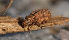 Strophosoma melanogrammum