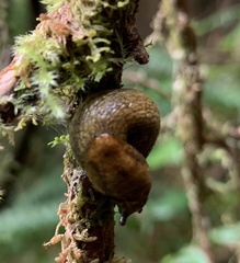 Prophysaon vanattae