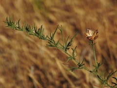 Calystegia stebbinsii