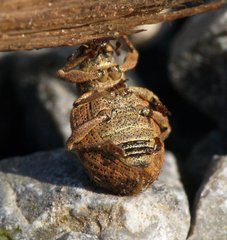 Strophosoma melanogrammum