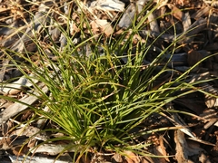 Carex xerophila