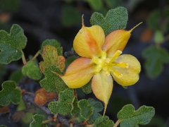 Fremontodendron decumbens