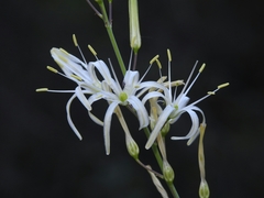Chlorogalum grandiflorum