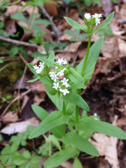 Valerianella chenopodifolia
