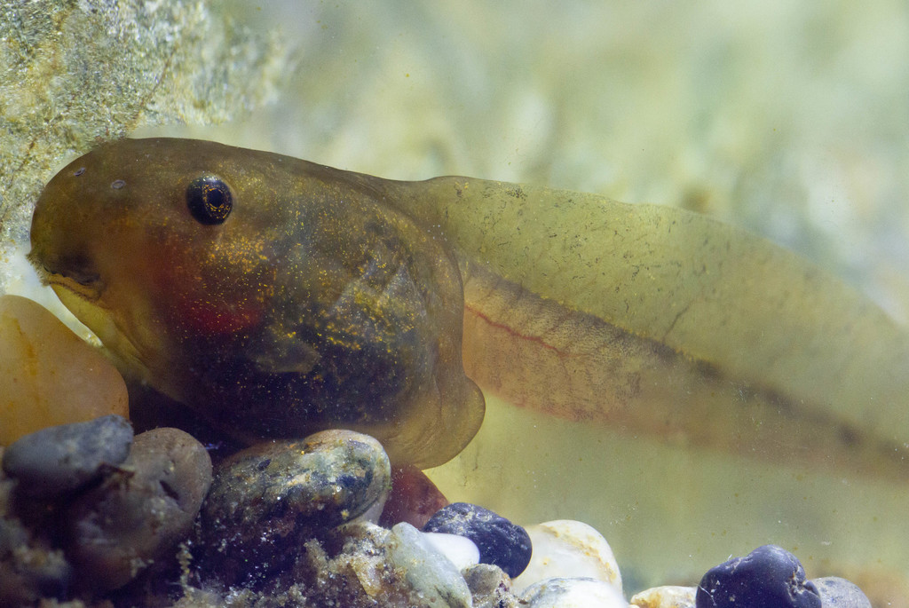 Banded Wood Frog