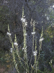 Chlorogalum grandiflorum