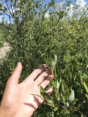 Salix pedicellaris