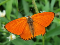 Lycaena dispar