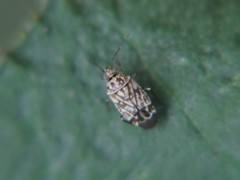 Monalocorisca granulata