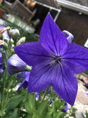 Platycodon grandiflorus