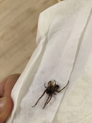 Arachnida