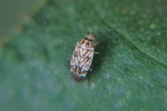 Monalocorisca granulata