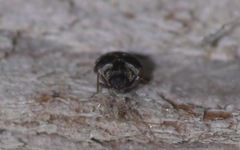 Anthrenus fuscus