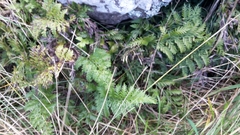 Asplenium appendiculatum appendiculatum