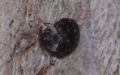 Anthrenus fuscus