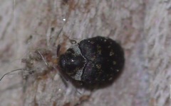 Anthrenus fuscus