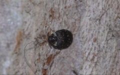 Anthrenus fuscus
