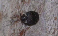 Anthrenus fuscus
