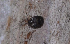 Anthrenus fuscus