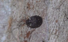 Anthrenus fuscus
