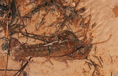 Procambarus kensleyi