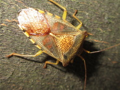 Acanthosoma denticaudum