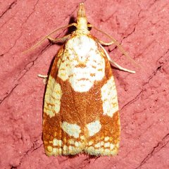 Cenopis ferreana