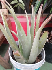 Aloe